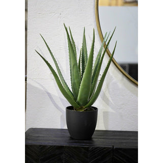26" Aloe Plant